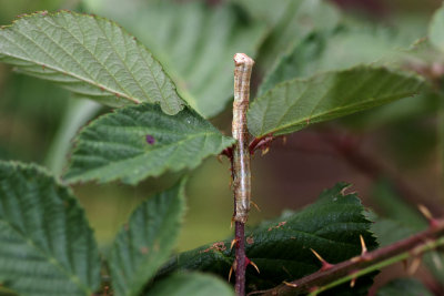 gewone spikkelspanner (Ectropis crepuscularia)