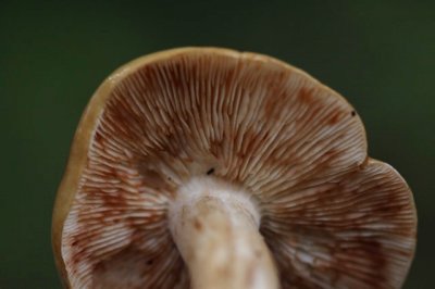 Beukenridderzwam - Tricholoma ustale