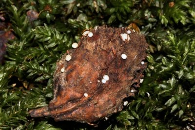 Beukennapvlieskelkje - Hymenoscyphus fagineus
