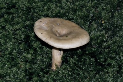 Vuurmelkzwam - Lactarius hortensis