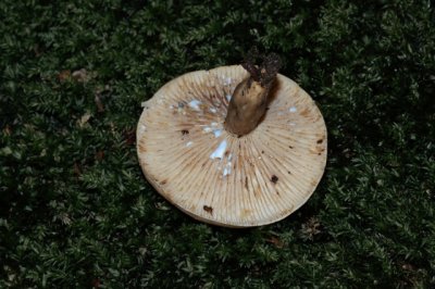 Vuurmelkzwam - Lactarius hortensis