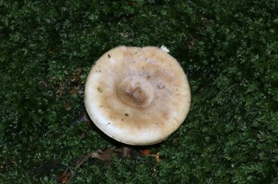 Vuurmelkzwam - Lactarius hortensis