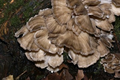 Eikhaas - Grifola frondosa