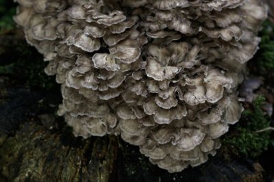 Eikhaas - Grifola frondosa