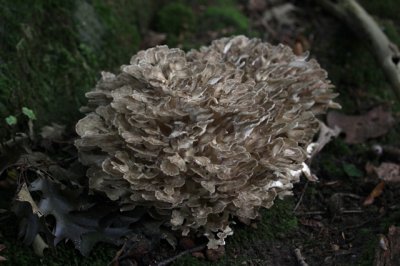 Eikhaas - Grifola frondosa