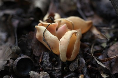 Gewoon varkensoor - Otidea onotica ??