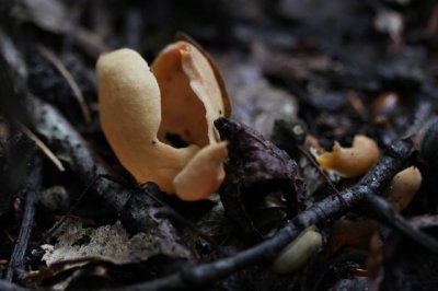Gewoon varkensoor - Otidea onotica ??