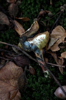 Inktboleet - Boletus pulverulentus