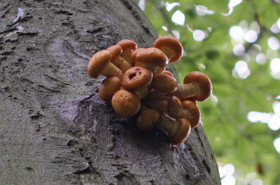 Goudvliesbundelzwam (Pholiota aurivella)