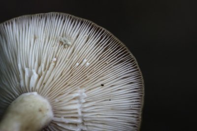 Haagbeukmelkzwam - Lactarius circellatus