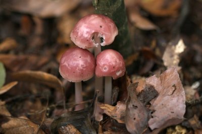 Heksenschermpje - Mycena rosea