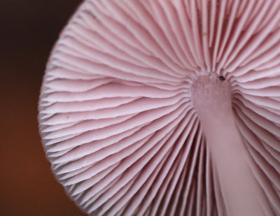 Heksenschermpje - Mycena rosea