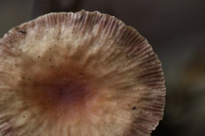 Rimpelende melkzwam - Lactarius theiogalus