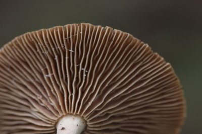 Rimpelende melkzwam - Lactarius theiogalus