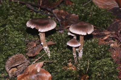 Kale Pelargoniumgordijnzwam - Cortinarius rigidus ss. Kühn. en Romagn.