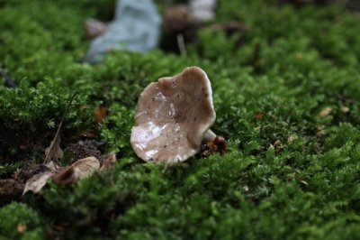 Beukenmelkzwam - Lactarius fluens