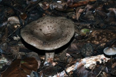 Grijsgroene melkzwam - Lactarius blennius
