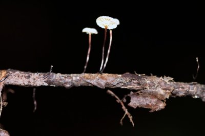 Wieltje - Marasmius rotula