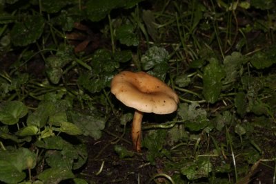 roodbruine schijnridder - lepista flaccida