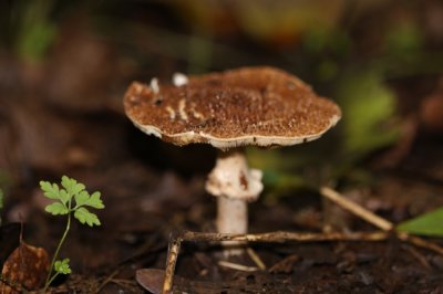 Spitsschubbige Parasolzwam - Lepiota aspera