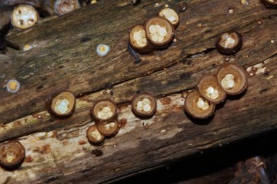 Geel Nestzwammetje - Crucibulum crucibuliforme