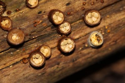 Geel Nestzwammetje - Crucibulum crucibuliforme