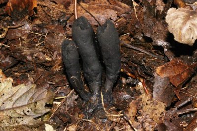 Esdoornhoutknotszwam (Xylaria longipes)