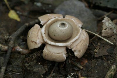 Gekraagde Aardster - Geastrum triplex