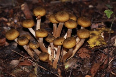 Echte honingzwam - Armillaria mellea