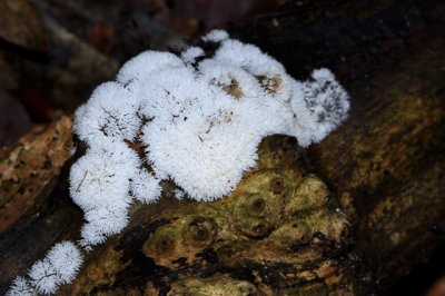 Gewoon IJsvingertje - Ceratiomyxa fruticulosa var. fruticulosa