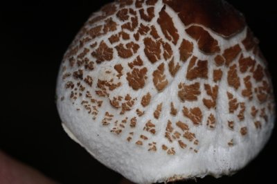 Stinkparasolzwam - Lepiota cristata
