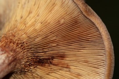 Gewone krulzoom - Paxillus involutus