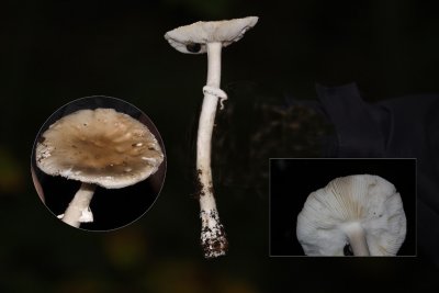 Panteramaniet - Amanita pantherina