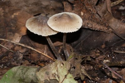 Helmmycena - Mycena galericulata