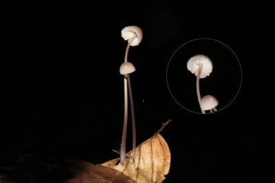 Papilmycena - Mycena vitilis