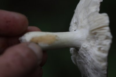 Violetgroene russula - Russula ionochlora