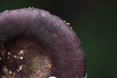 Violetgroene russula - Russula ionochlora