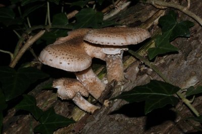 Sombere Honingzwam - Armillaria ostoyae