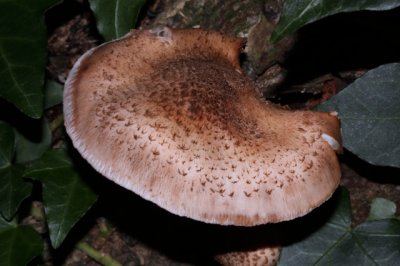 Sombere Honingzwam - Armillaria ostoyae