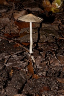 Bleke franjehoed - Psathyrella candolleana