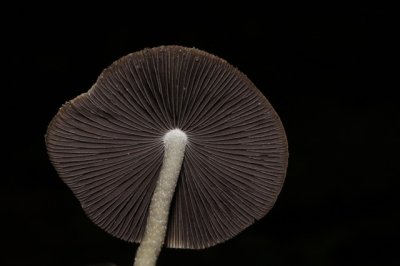 Bleke franjehoed - Psathyrella candolleana