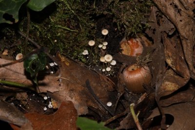 Okerknolcollybia - Collybia cookei