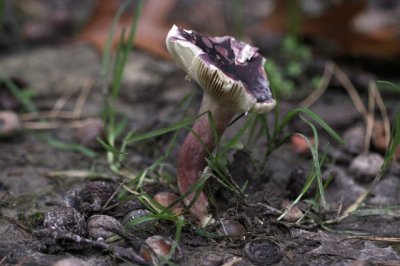 Duivelsbroodrussula - Russula drimeia