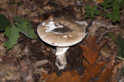Grauwe amaniet Amanita excelsa