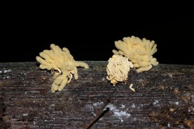 Lang Netwatje - Arcyria obvelata