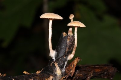 Zemelig Donsvoetje - Tubaria conspersa
