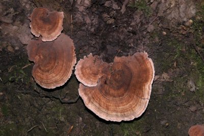 Gezoneerde Stekelzwam - Hydnellum concrescens