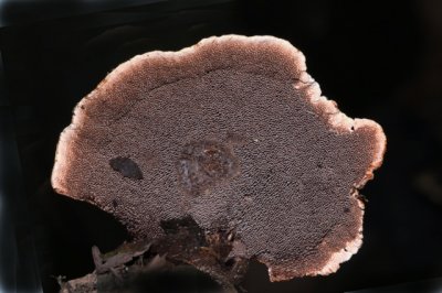 Gezoneerde Stekelzwam - Hydnellum concrescens