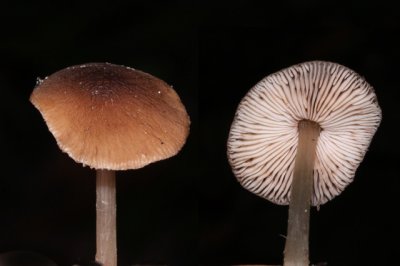 Geaderde hertenzwam - Pluteus phlebophorus