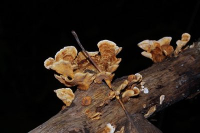 Gele Korstzwam - Stereum hirsutum